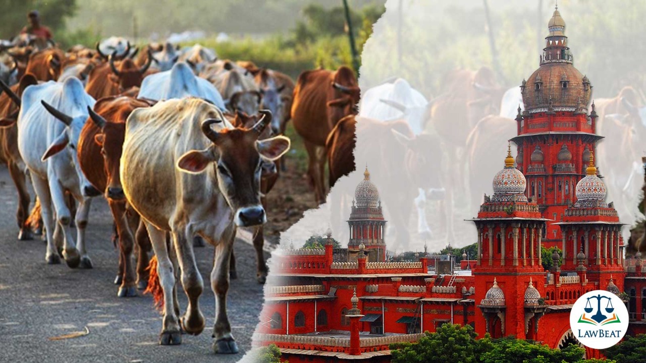 Day in and day out, illegal slaughtering taking place: Madras High Court issues directions to prevent illegal transportation and slaughtering of animals in TN